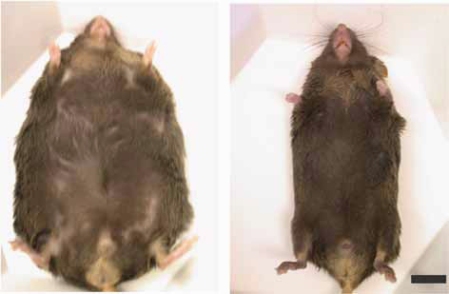 Shows a genetically obese ob/ob mouse, and one with the same obese genes but with the AdPLA2 gene knocked out